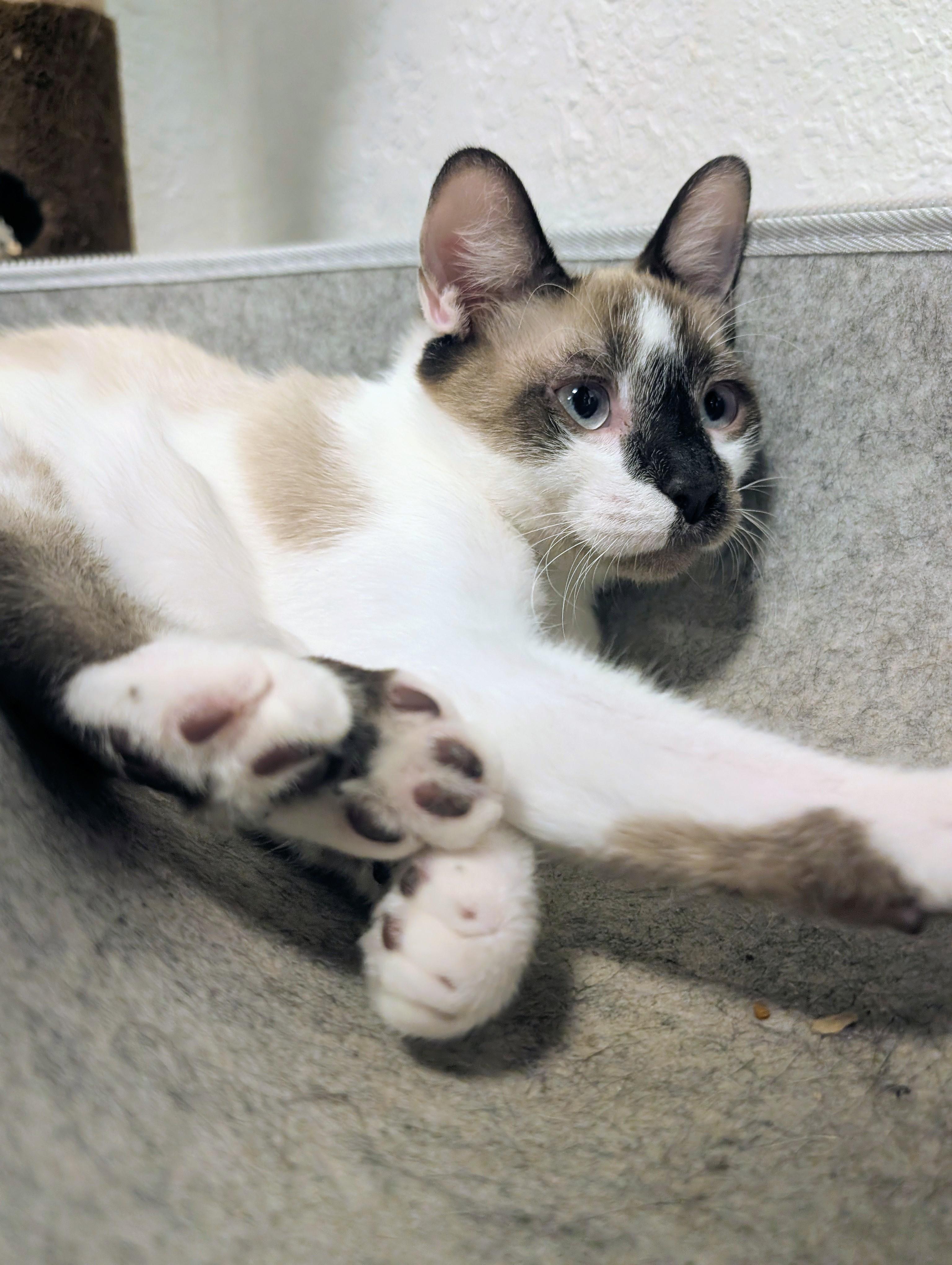 Santino, an adopted Domestic Short Hair in Palm Harbor, FL image 2/3