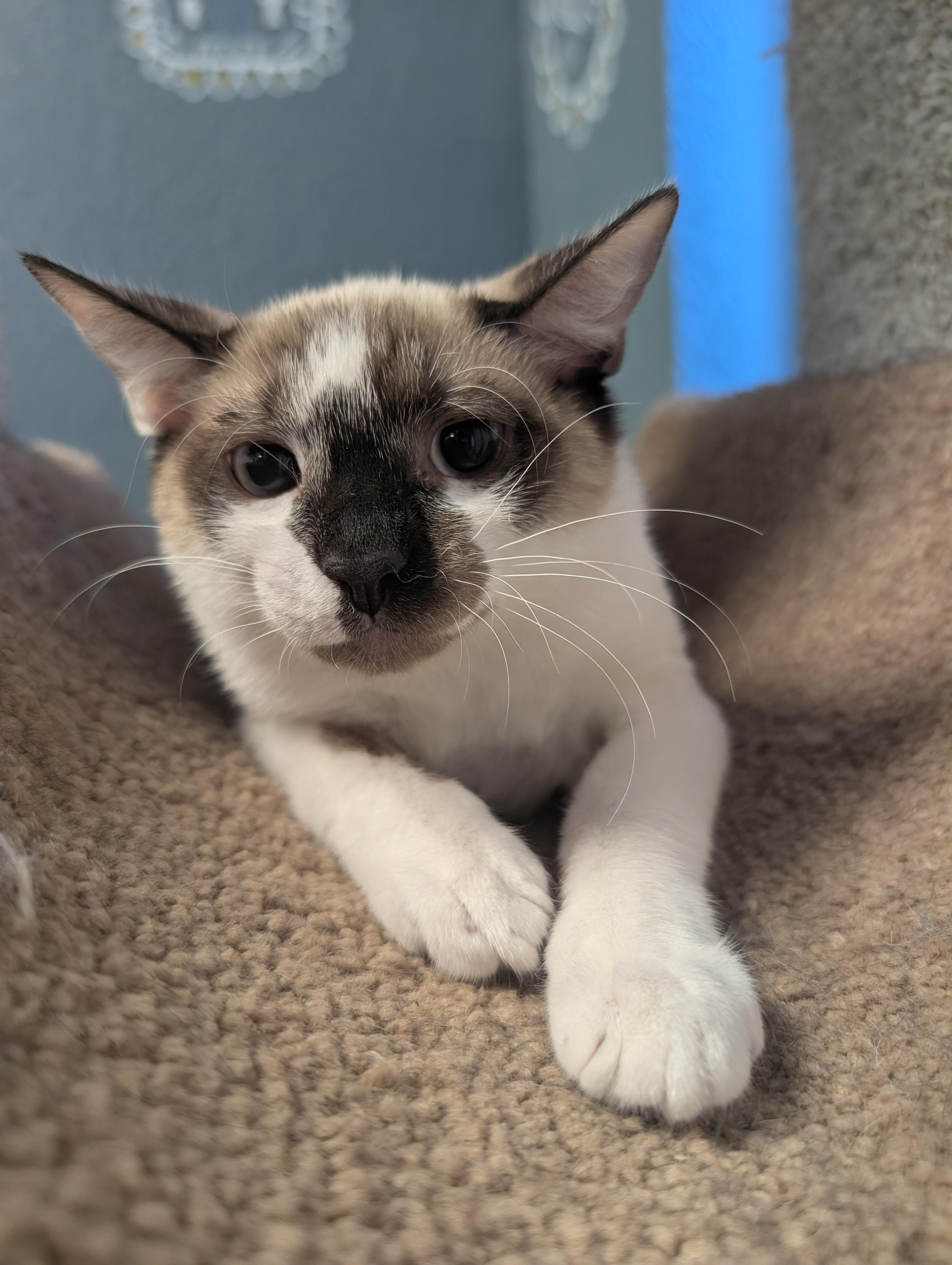 Santino, an adopted Domestic Short Hair in Palm Harbor, FL image 3/3