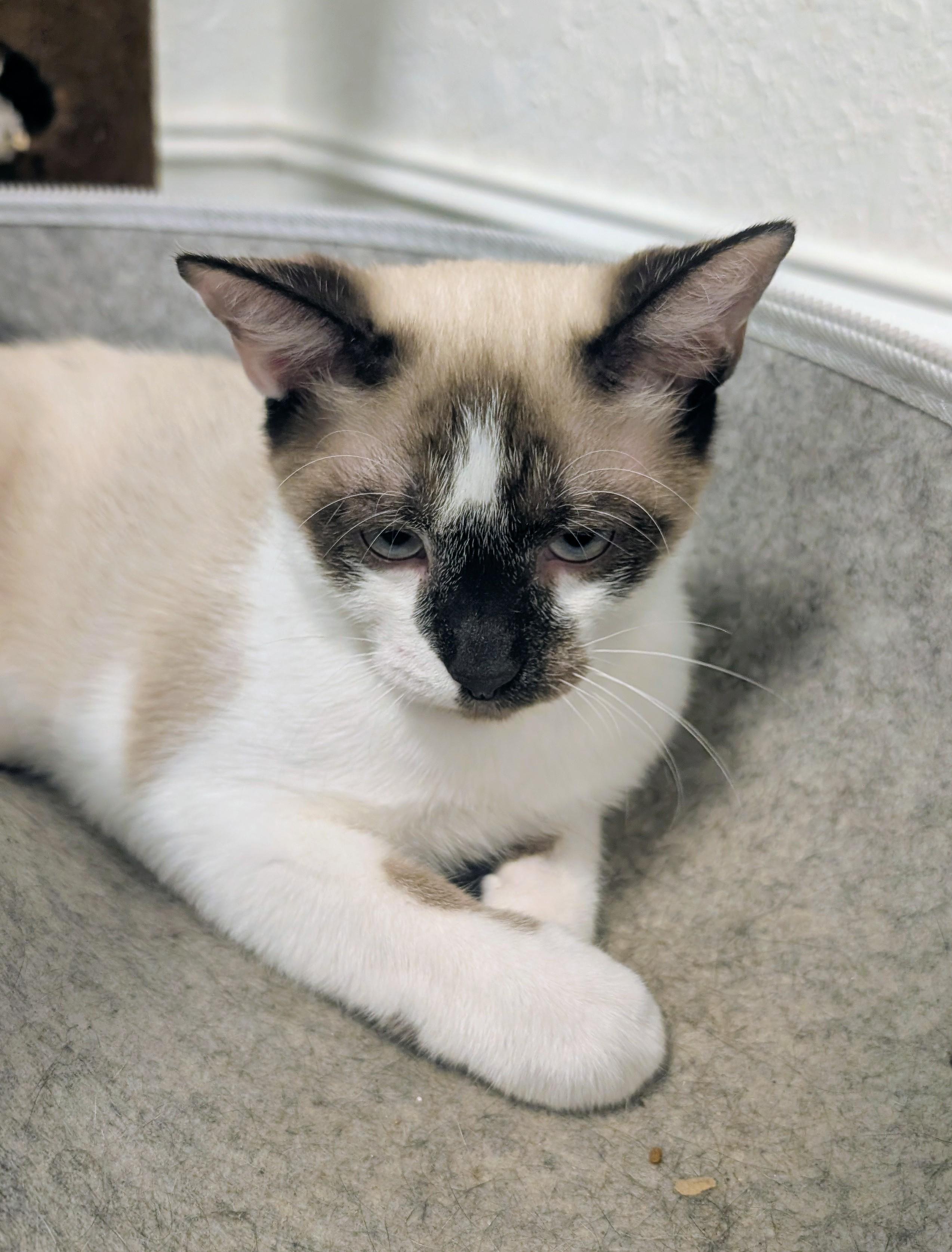 Santino, an adopted Domestic Short Hair in Palm Harbor, FL image 1/3