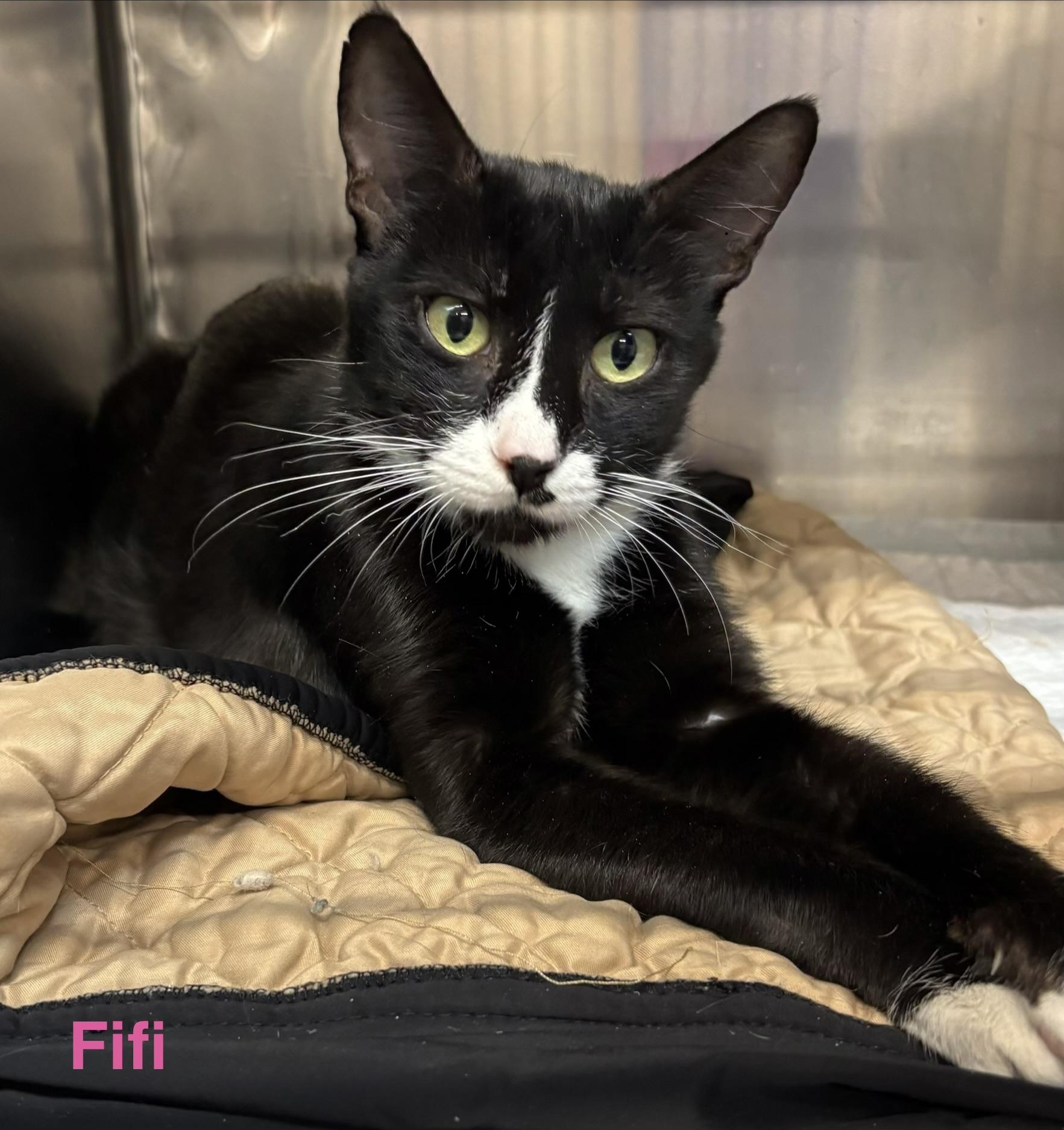 Enlarge FiFi, a ADOPTABLE Tuxedo in Las Vegas, NV image 1/1