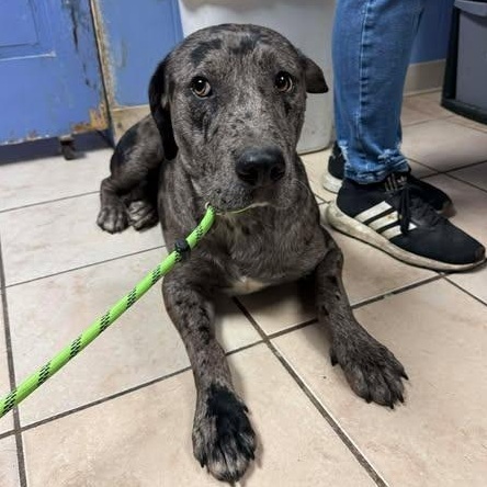 Enlarge Calvin, a ADOPTABLE Mixed Breed in Cape Girardeau, MO image 2/2