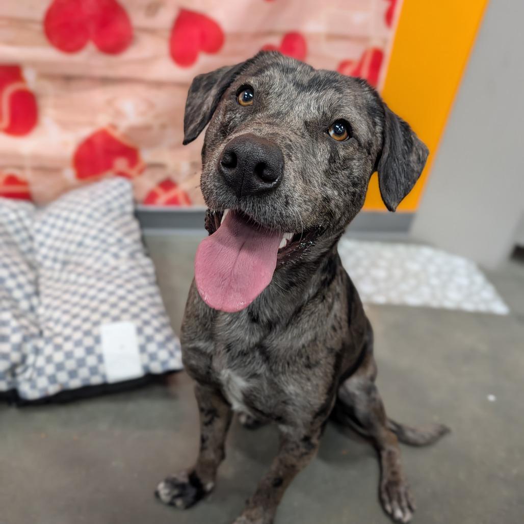 Enlarge Calvin, a ADOPTABLE Mixed Breed in Cape Girardeau, MO image 1/3