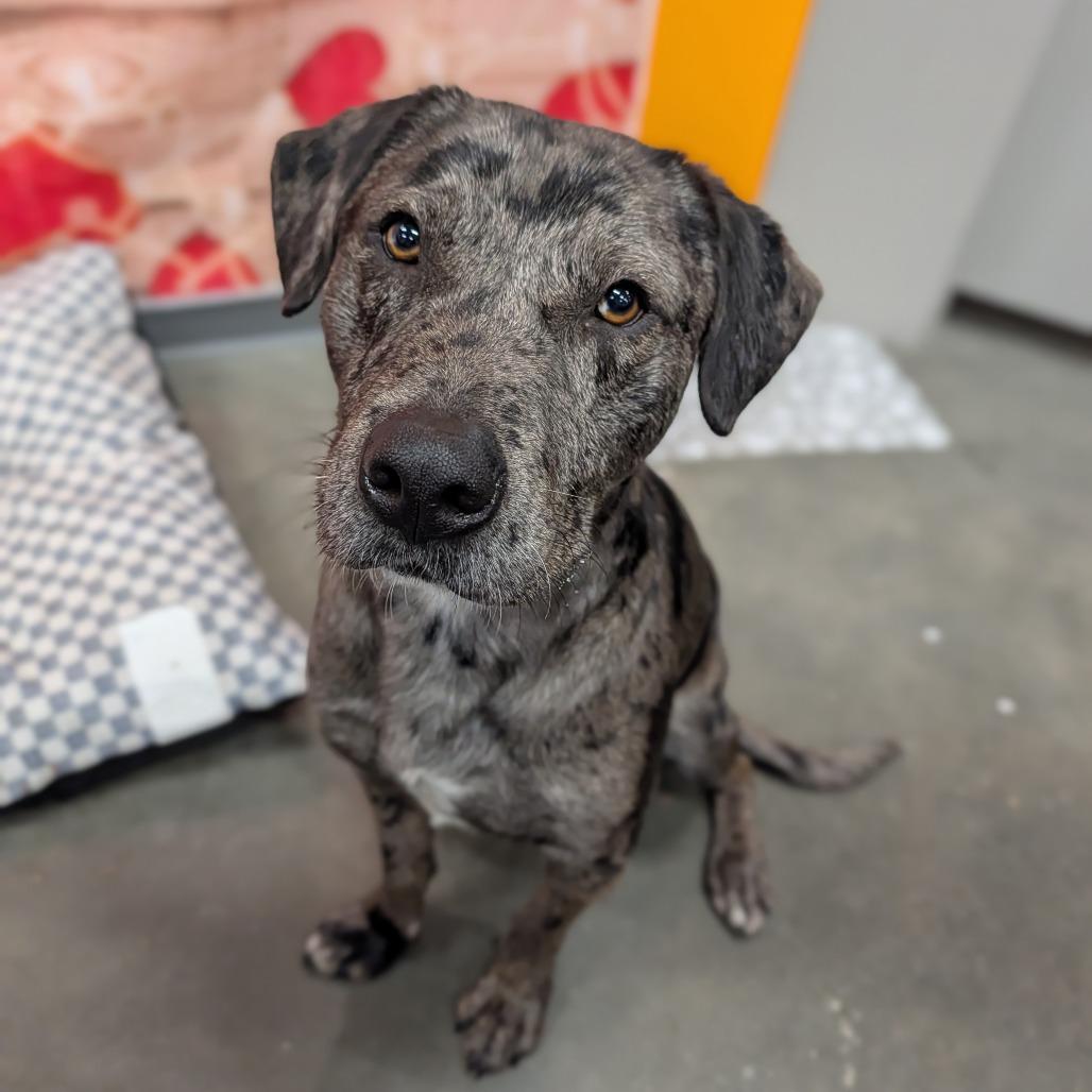 Enlarge Calvin, a ADOPTABLE Mixed Breed in Cape Girardeau, MO image 2/3