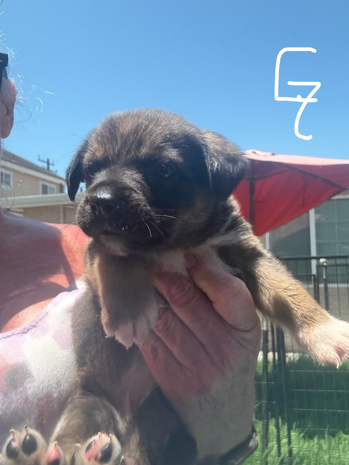 Annalise, an adoptable Cane Corso & Terrier Mix in Bakersfield, CA_image-1