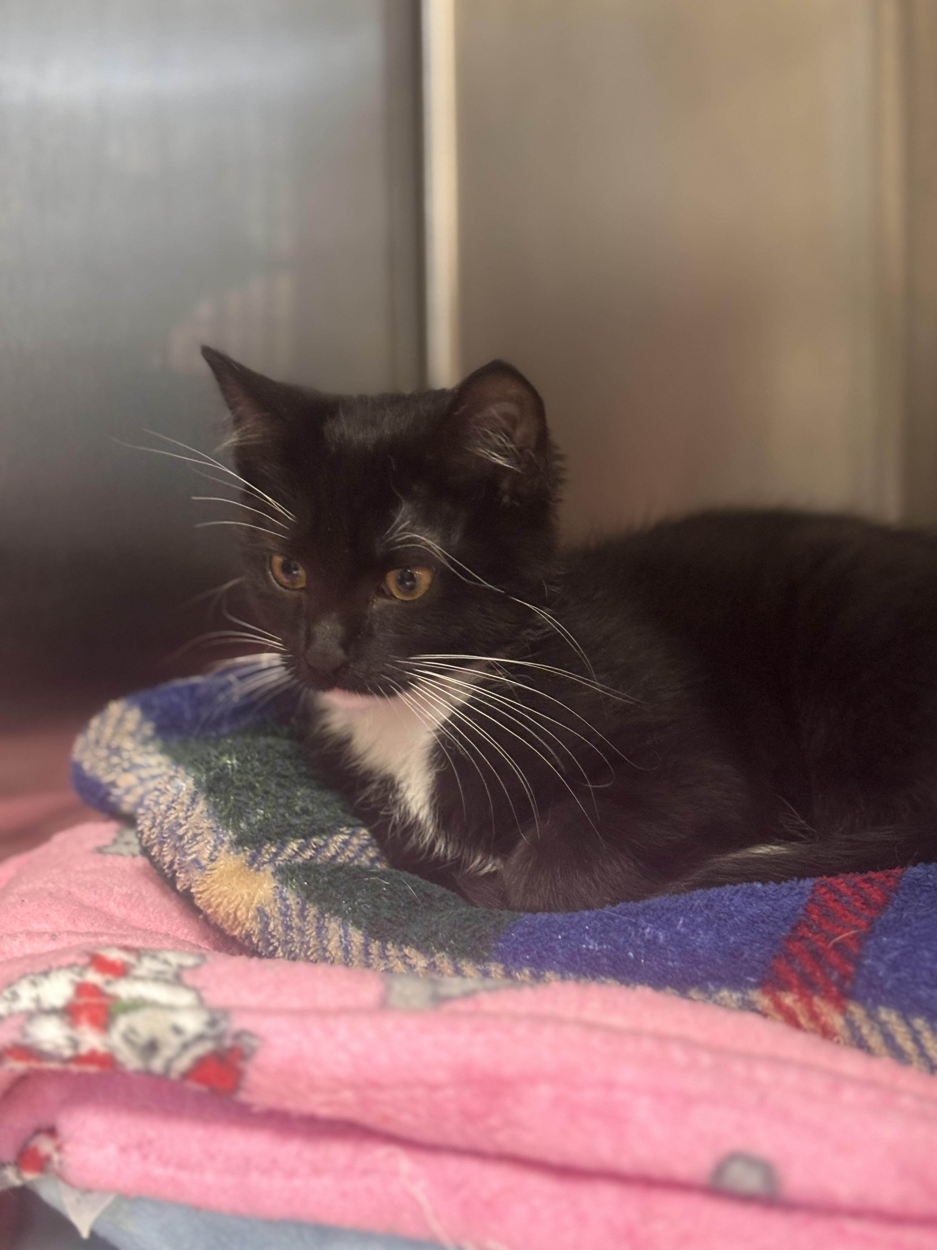 Enlarge Brigetta, an adopted Domestic Short Hair in Collierville, TN image 1/1