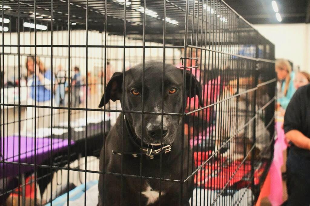 Baby boy, ADOPTABLE, Young Male Labrador Retriever.