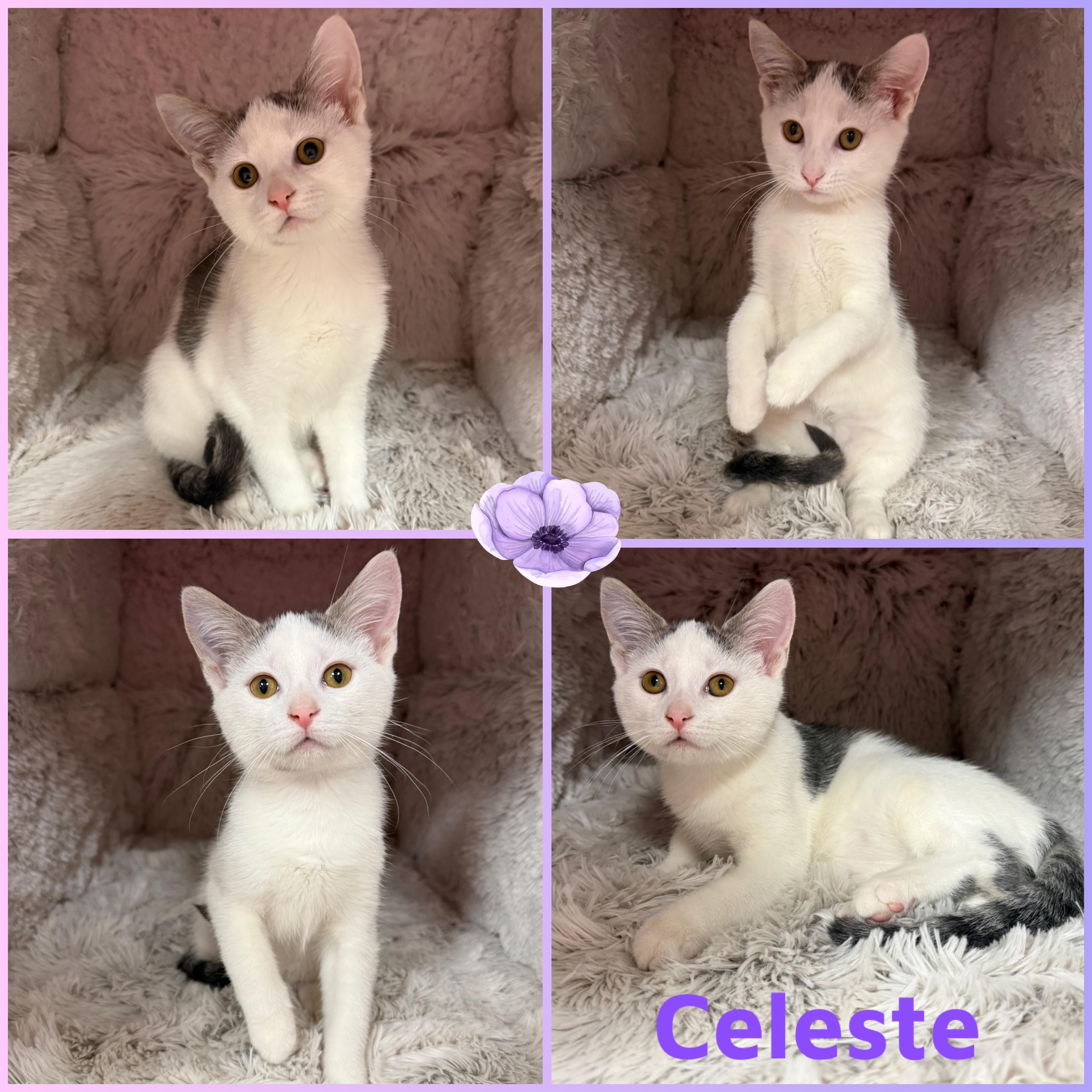 Enlarge Celeste, a Adoptable Domestic Short Hair in Louisville, KY image 1/1