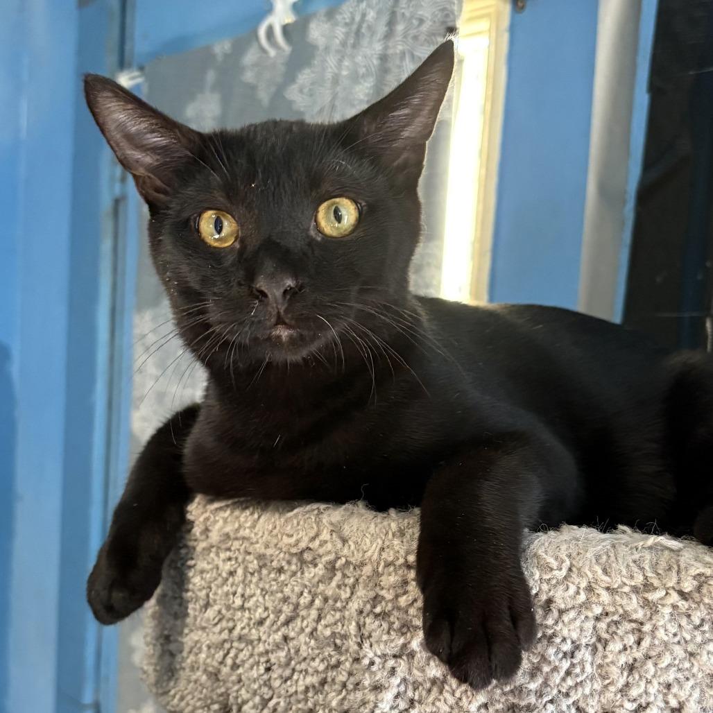 Enlarge Bruno, a Adoptable Domestic Short Hair in Leander, TX image 1/2