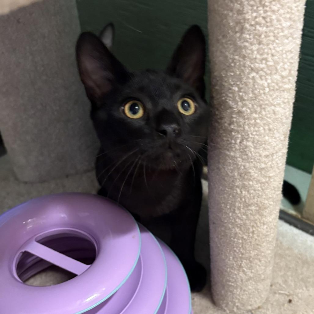 Enlarge Bruno, a Adoptable Domestic Short Hair in Leander, TX image 2/2