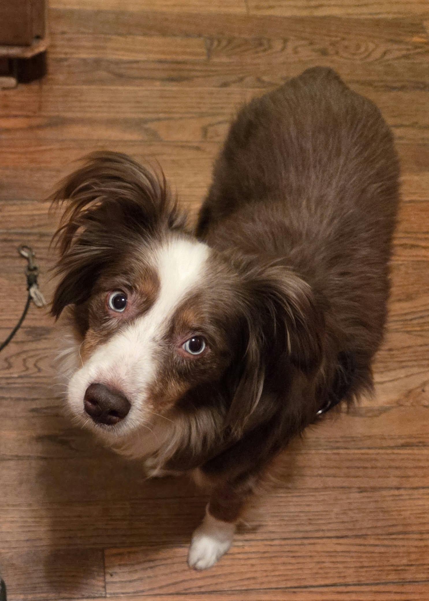 Pint, Adopted, Adult Male Australian Shepherd.