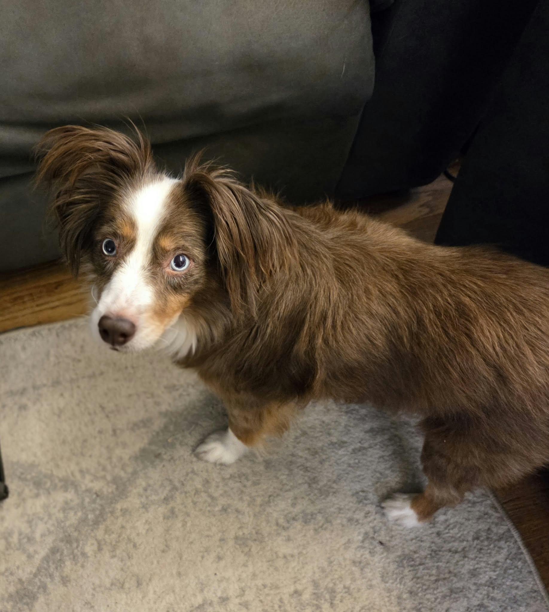 Enlarge Pint, a Adopted Australian Shepherd in Cedar Rapids, IA image 2/4