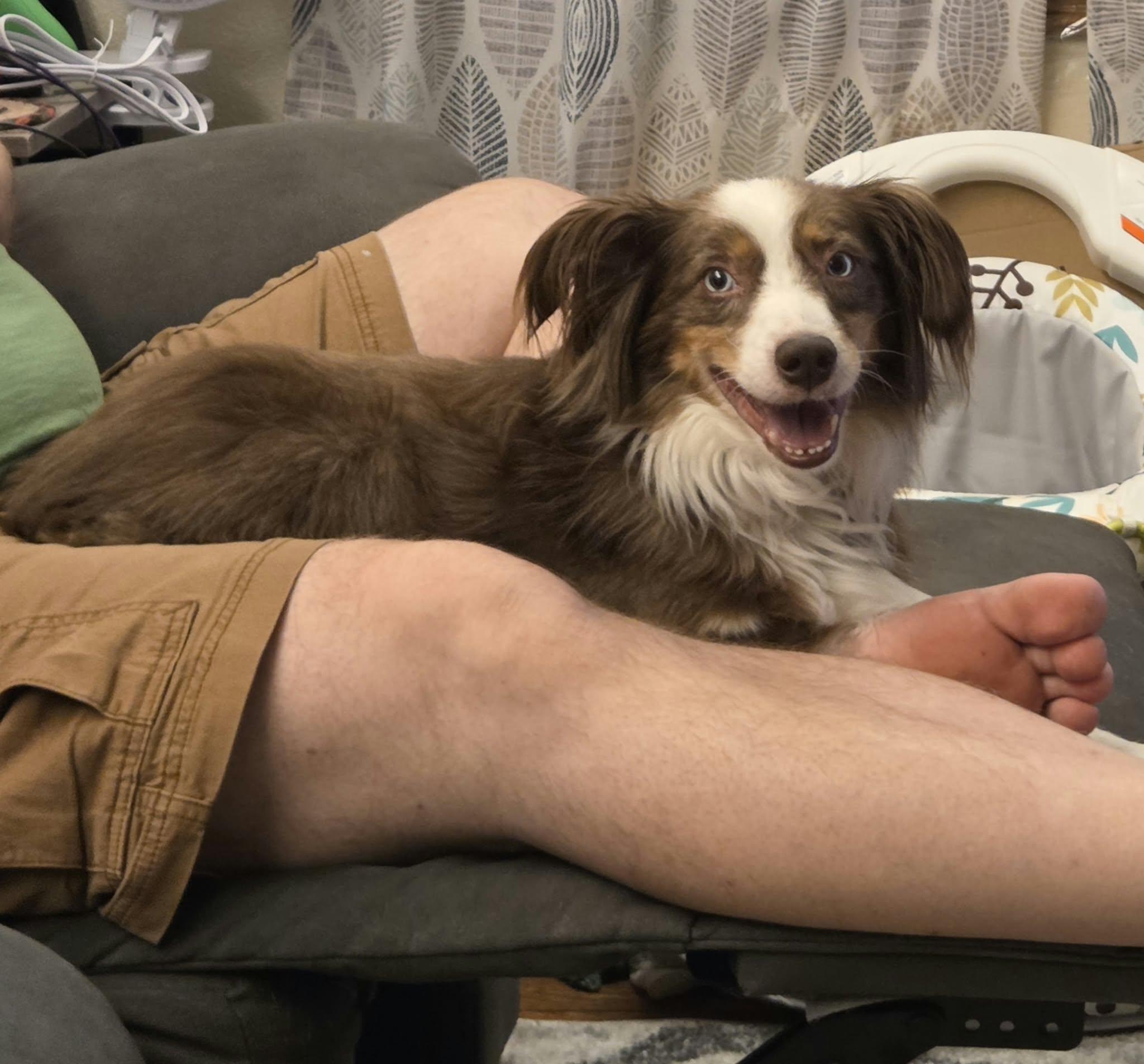 Enlarge Pint, a Adopted Australian Shepherd in Cedar Rapids, IA image 3/4