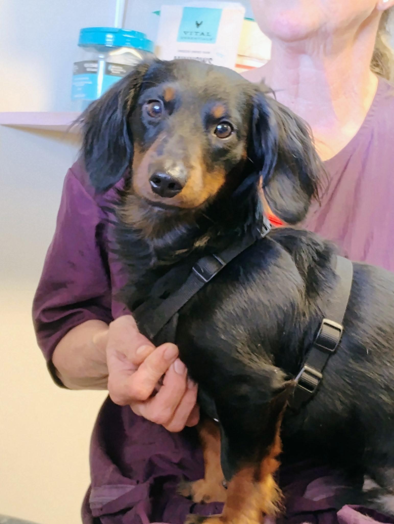 Milo, Adopted, Young Male Dachshund (Long Haired).