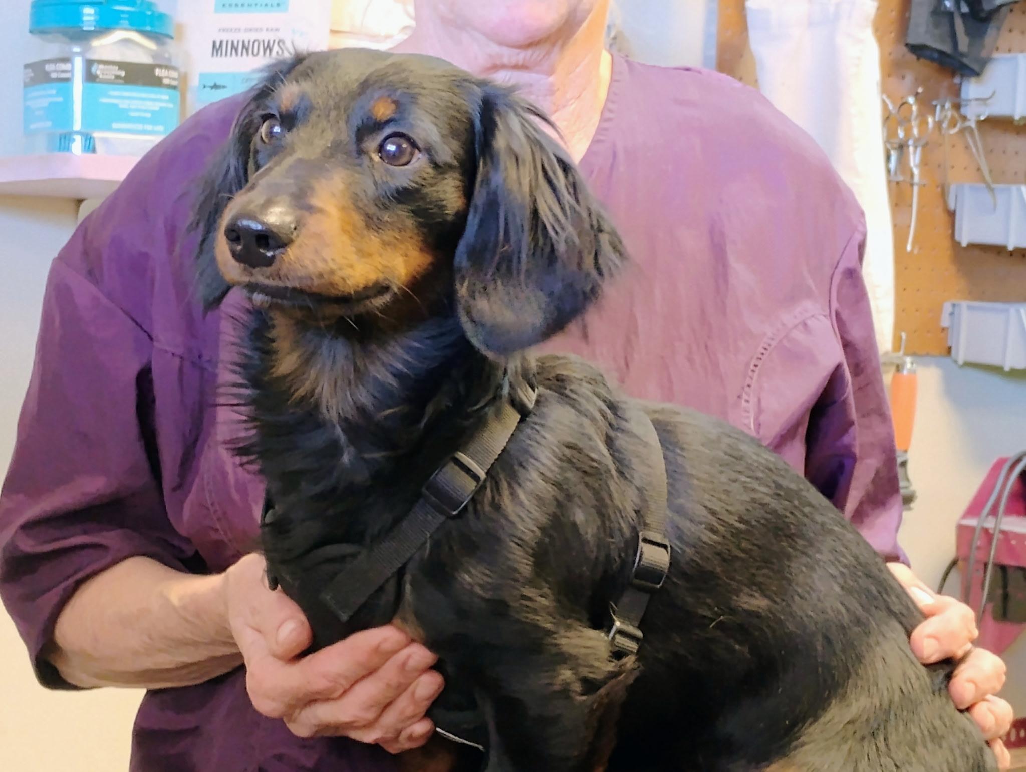 Enlarge Milo, a Adopted mixed breed in Crane, MO image 2/3