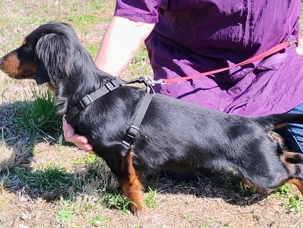 Enlarge Milo, a Adopted mixed breed in Crane, MO image 3/3