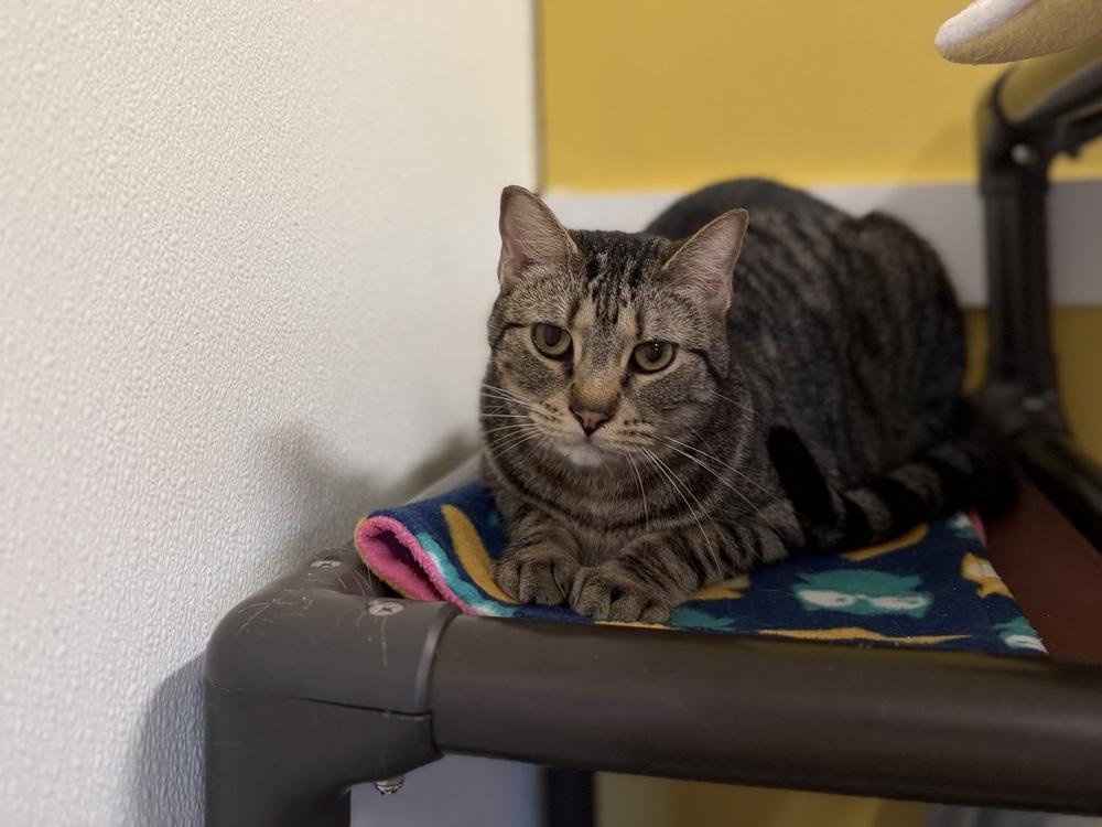 Pip, Adoptable, Young Male Domestic Short Hair & Domestic Short Hair.