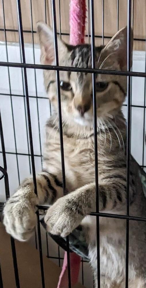 Pip, Adoptable, Young Male Domestic Short Hair & Domestic Short Hair.