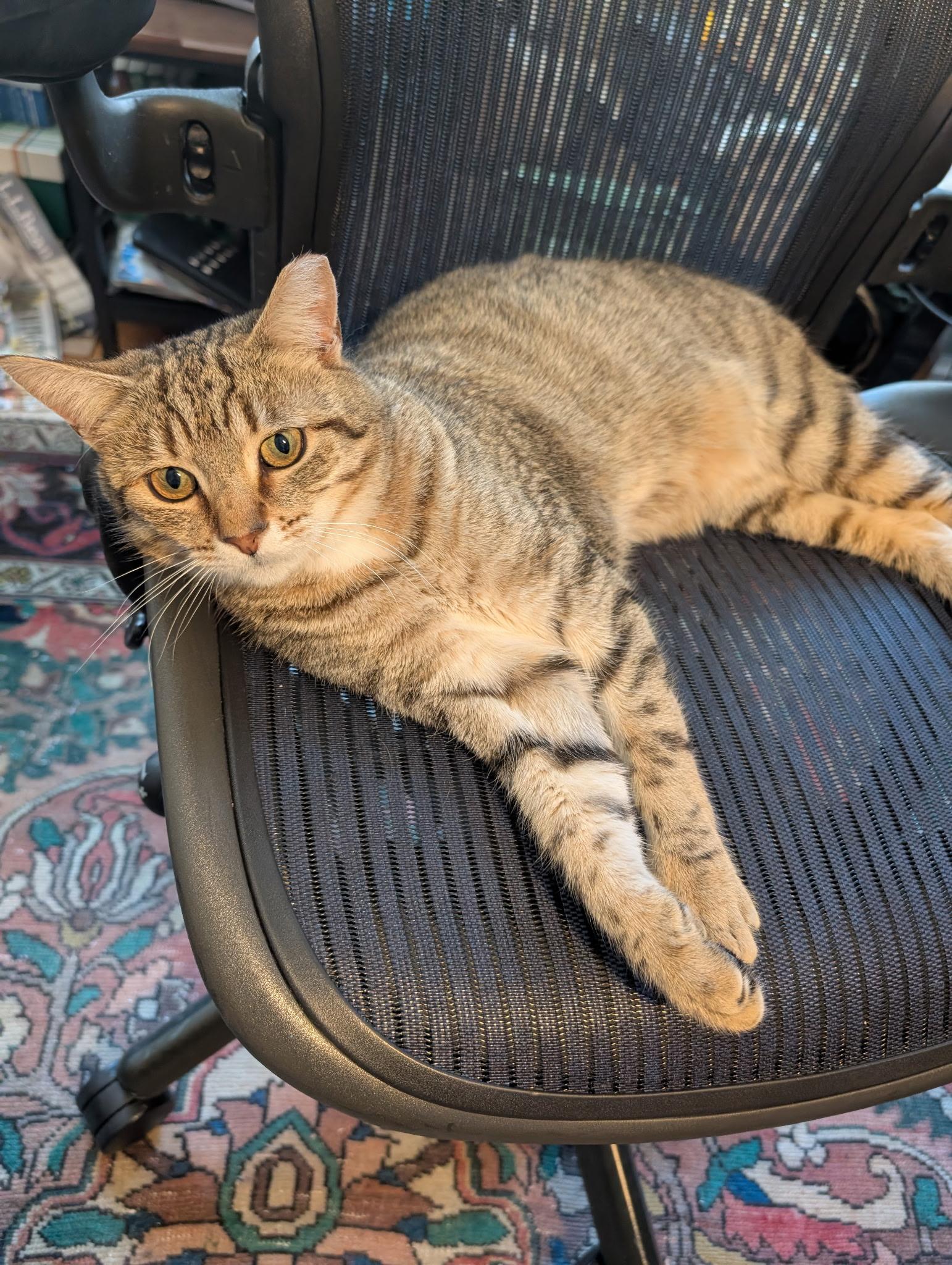 Enlarge Mic Drop, a ADOPTABLE Domestic Short Hair in Alexandria, VA image 5/6