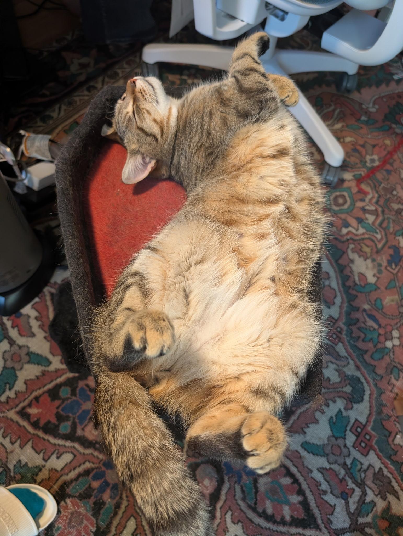 Enlarge Mic Drop, a ADOPTABLE Domestic Short Hair in Alexandria, VA image 6/6