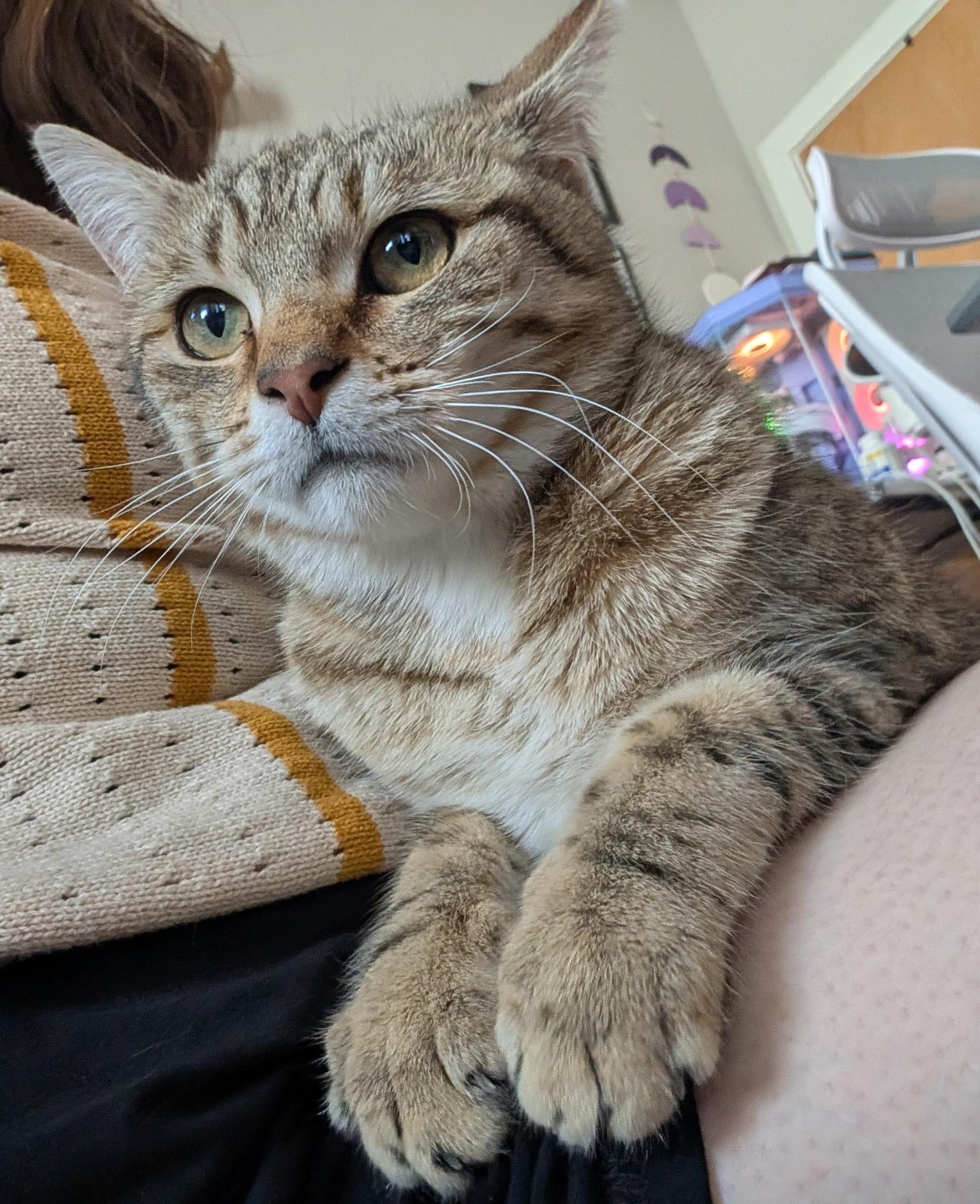 Enlarge Mic Drop, a ADOPTABLE Domestic Short Hair in Alexandria, VA image 2/6