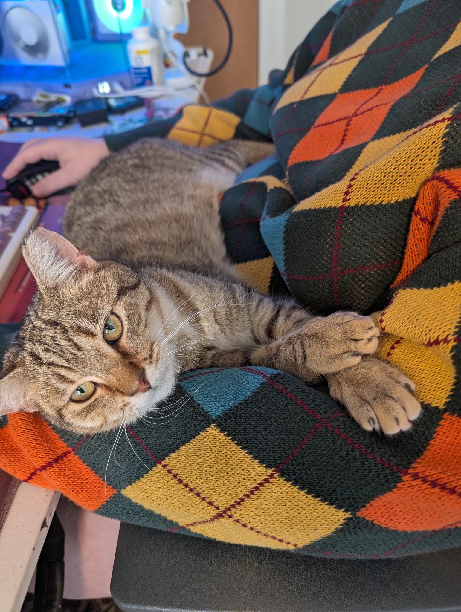 Enlarge Mic Drop, a ADOPTABLE Domestic Short Hair in Alexandria, VA image 4/6