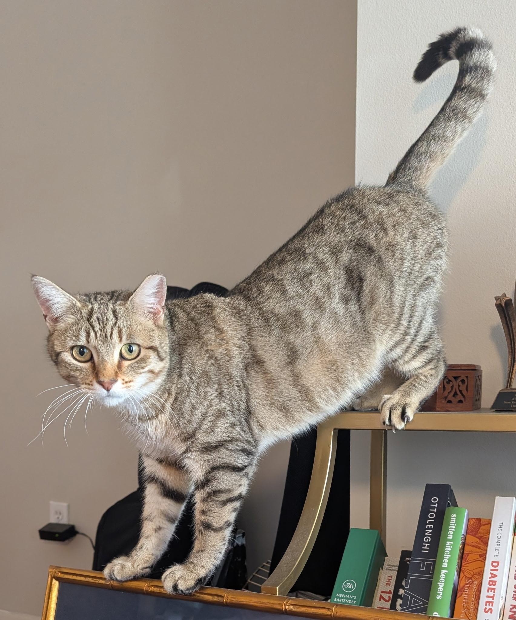 Enlarge Mic Drop, a ADOPTABLE Domestic Short Hair in Alexandria, VA image 1/6