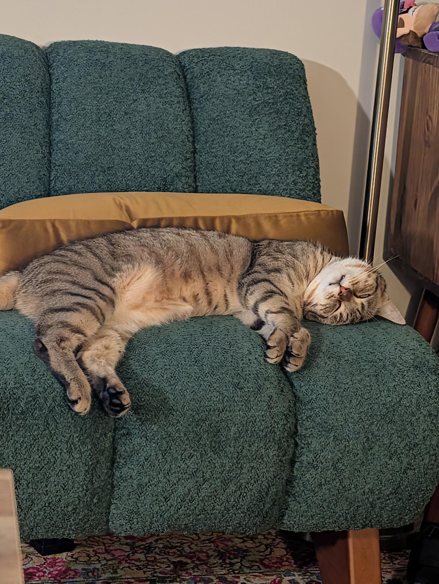 Enlarge Mic Drop, a ADOPTABLE Domestic Short Hair in Alexandria, VA image 3/6