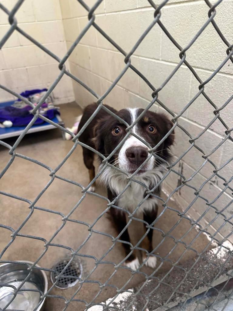 Enlarge MAX, a Adoptable mixed breed in Dyersburg, TN image 1/1