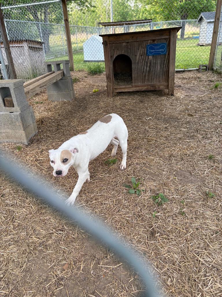 Enlarge Jasmine, a Adoptable mixed breed in Murray, KY image 1/1