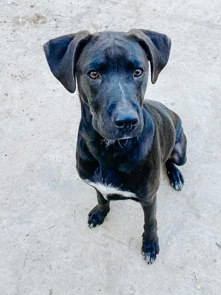 Jack Jack, a Adoptable mixed breed in Brewster , NY image 1/6