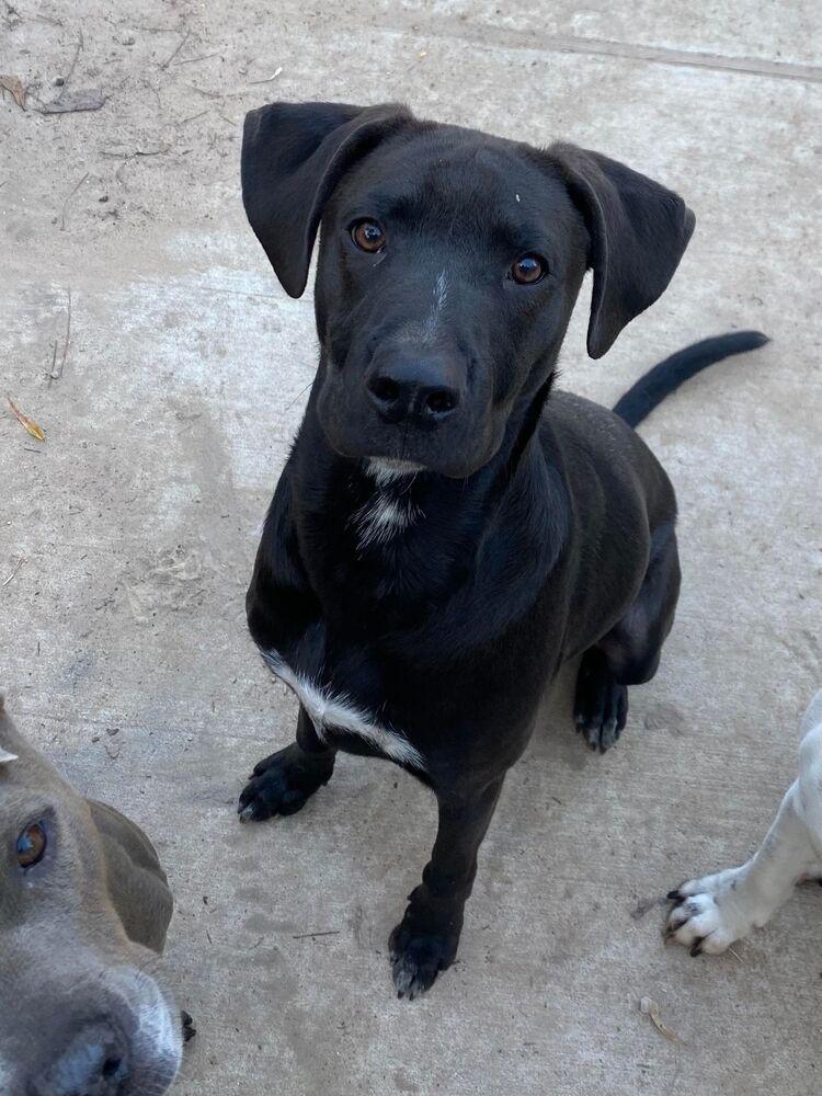 Jack Jack, a Adoptable mixed breed in Brewster , NY image 3/6