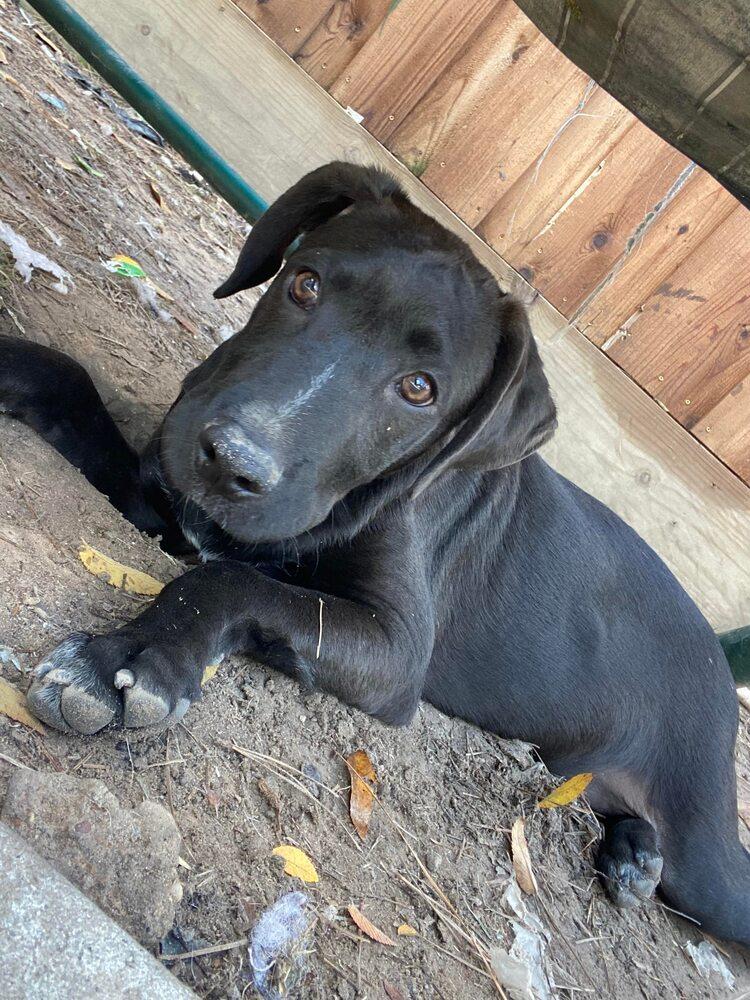Jack Jack, a Adoptable mixed breed in Brewster , NY image 4/6