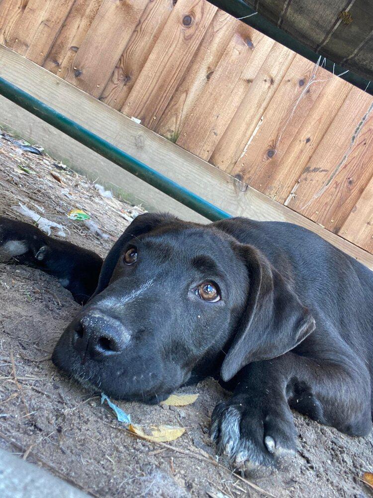 Jack Jack, a Adoptable mixed breed in Brewster , NY image 5/6