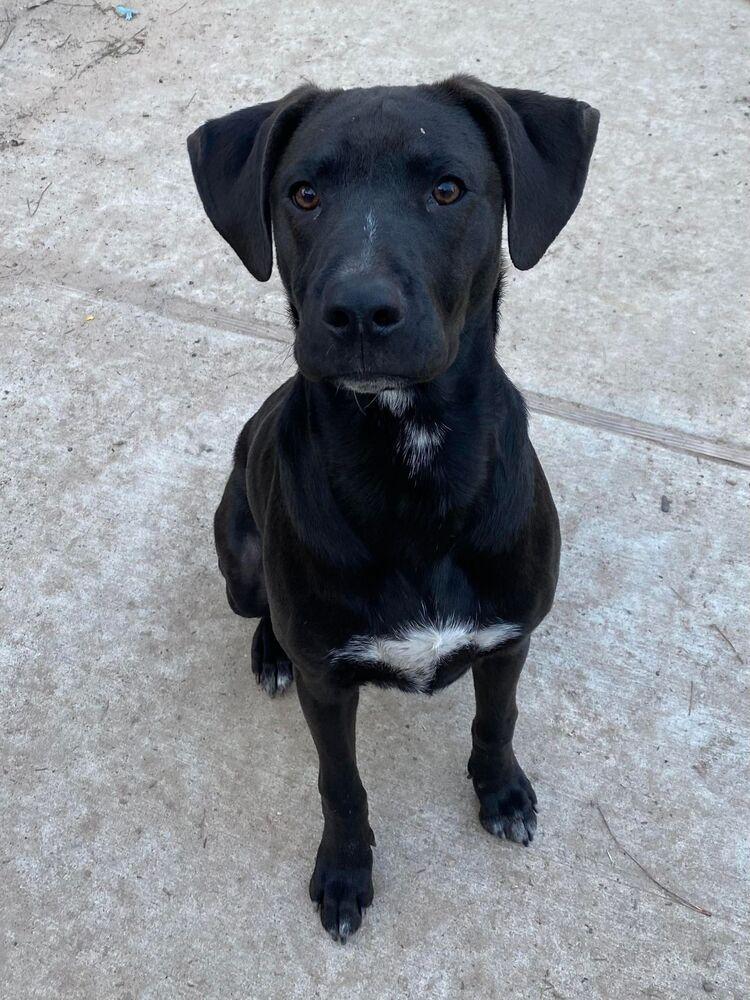 Jack Jack, a Adoptable mixed breed in Brewster , NY image 6/6