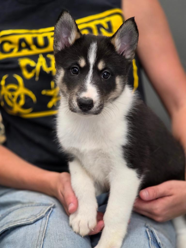 Echo, Adoptable, Puppy Female Collie.