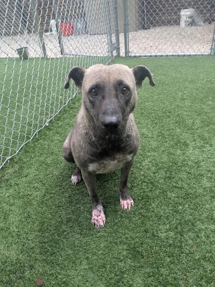 Dreamer, Adoptable, Adult Female Mixed Breed & Mixed Breed.