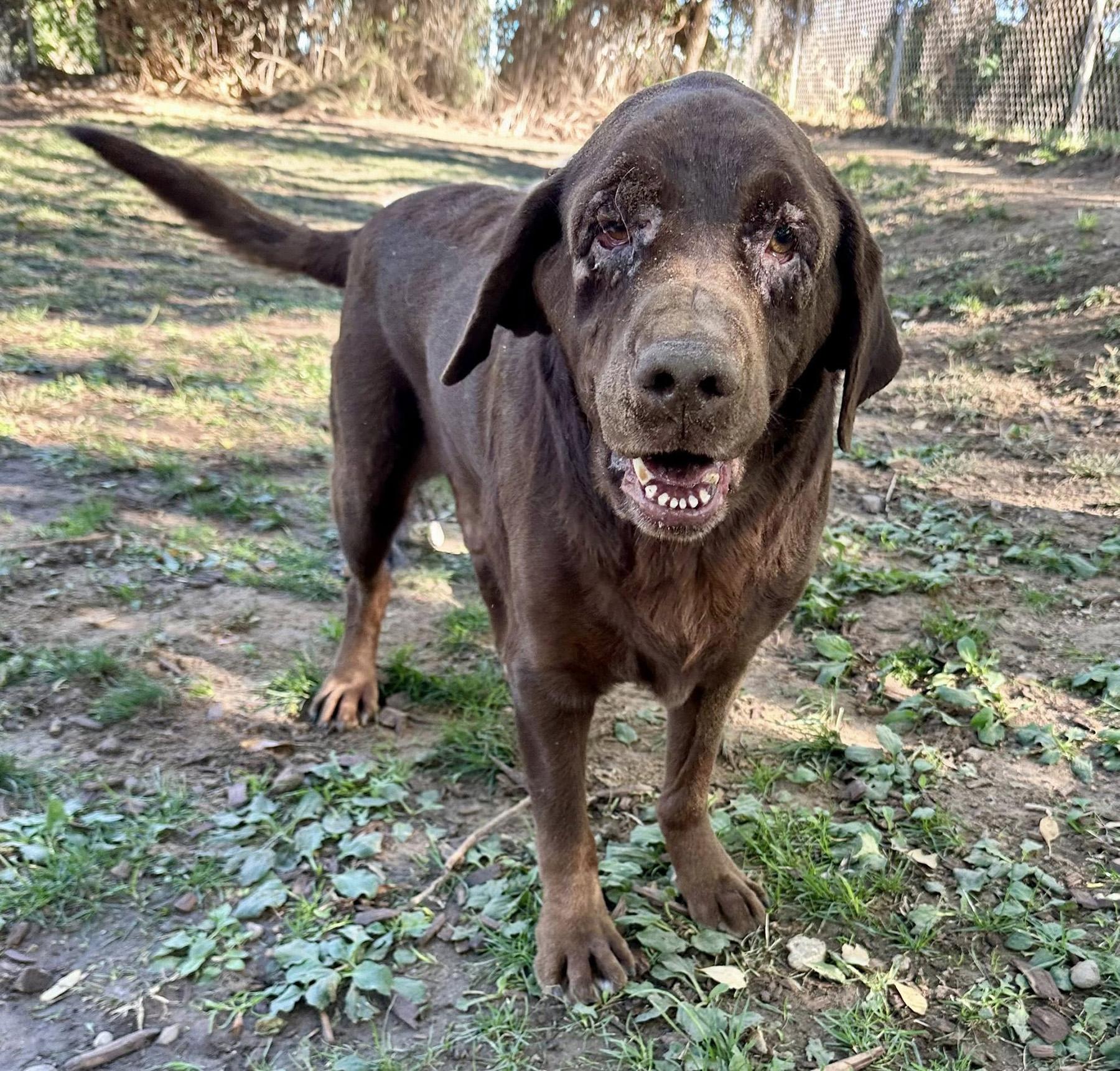 Ruger, ADOPTABLE, Adult Male Labrador Retriever.