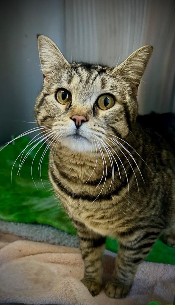 Jess, Adoptable, Adult Female Domestic Medium Hair.