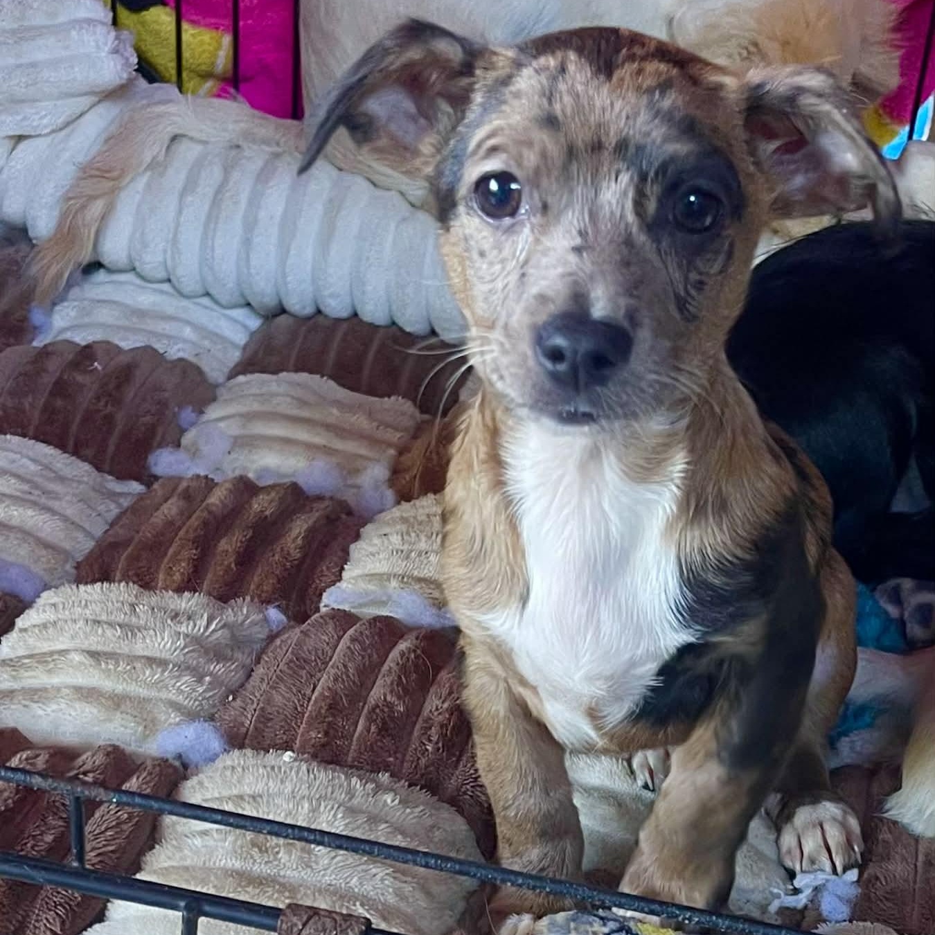 Alfie, an adopted mixed breed in San Diego , CA image 1/2