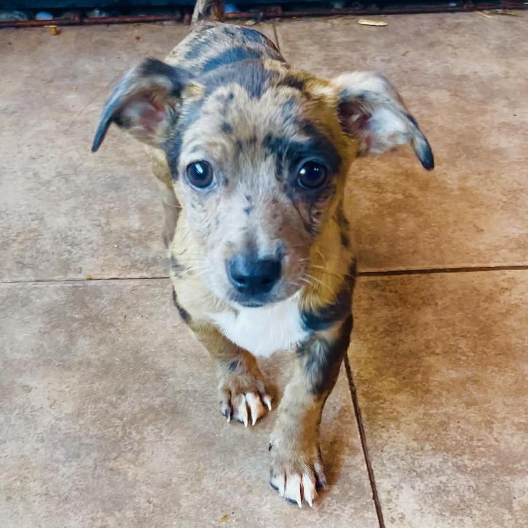 Alfie, an adopted mixed breed in San Diego , CA image 2/2