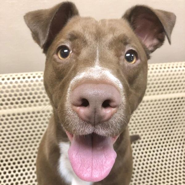 Elinor, Adoptable, Young Female Labrador Retriever.