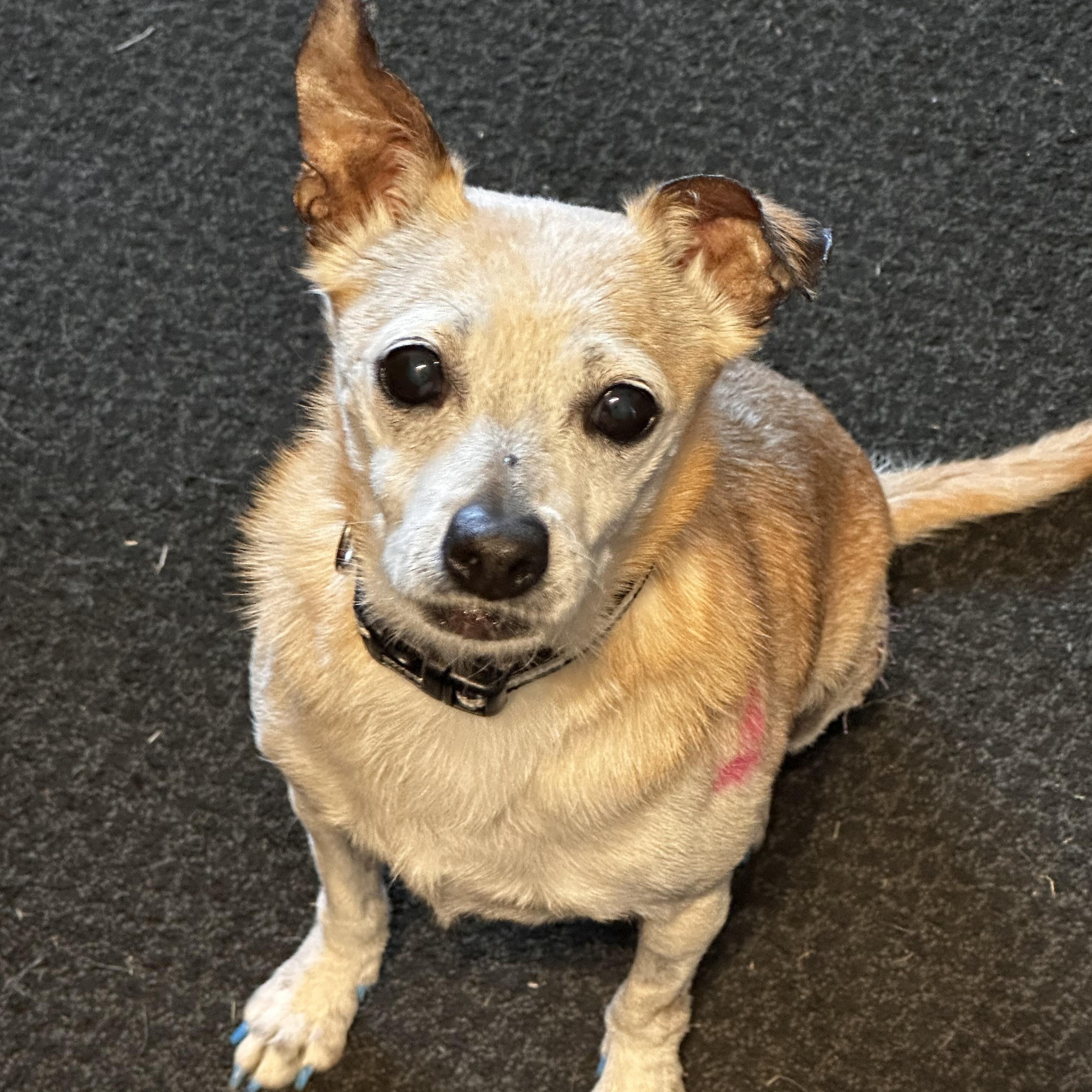 Enlarge Peppermint Patty, a Adoptable mixed breed in Alden, NY image 1/5