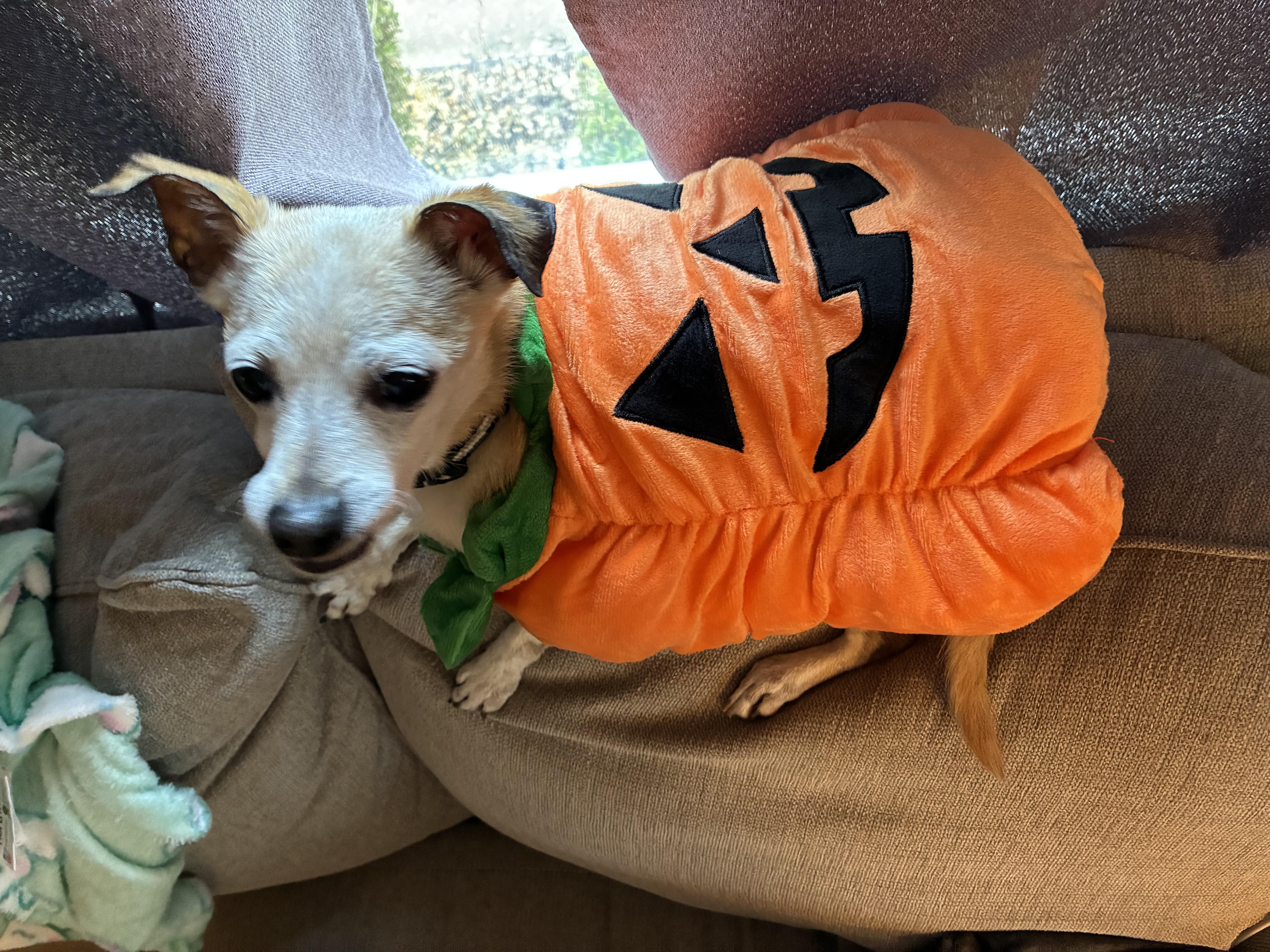 Enlarge Peppermint Patty, a Adoptable mixed breed in Alden, NY image 2/5