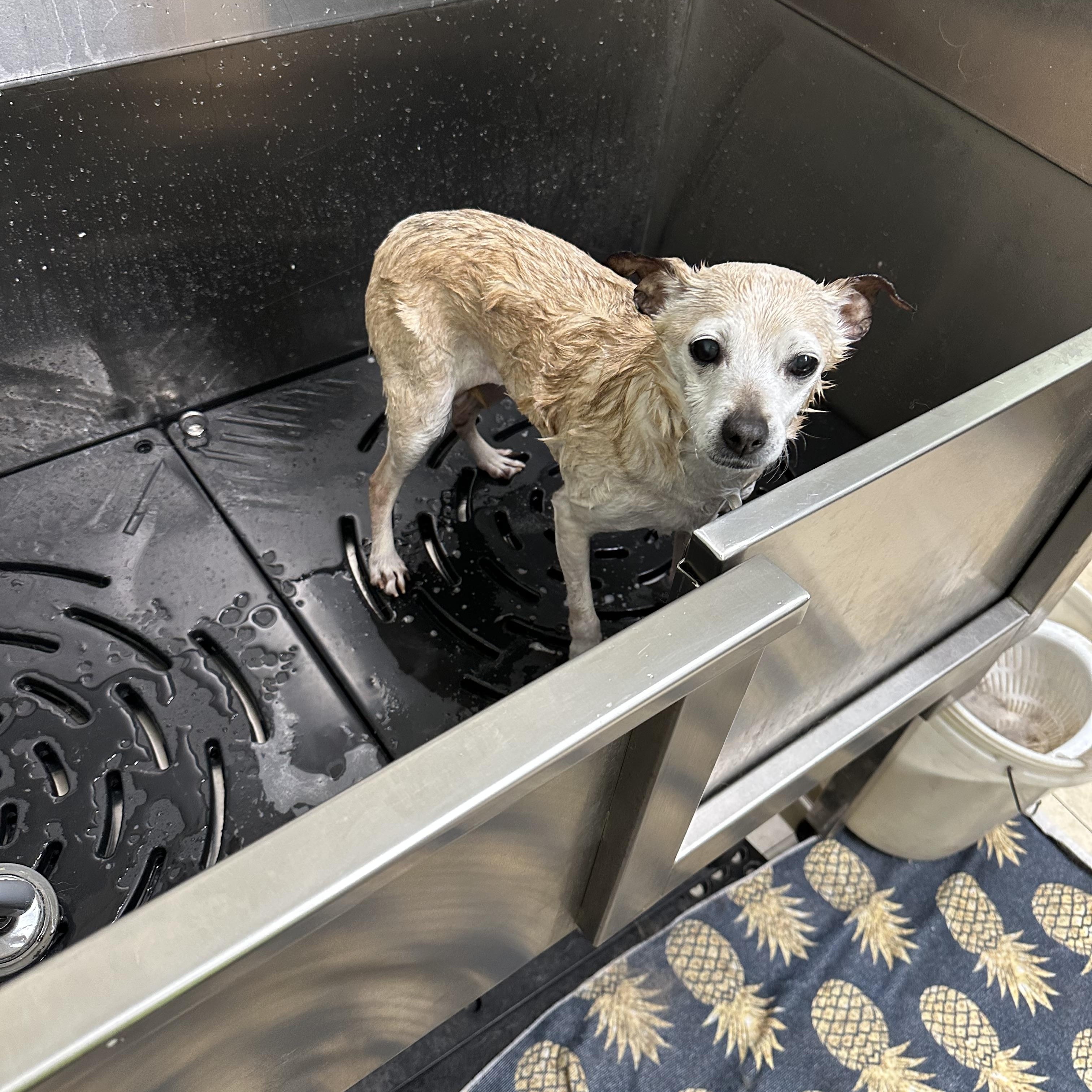 Enlarge Peppermint Patty, an adopted mixed breed in Alden, NY image 2/5