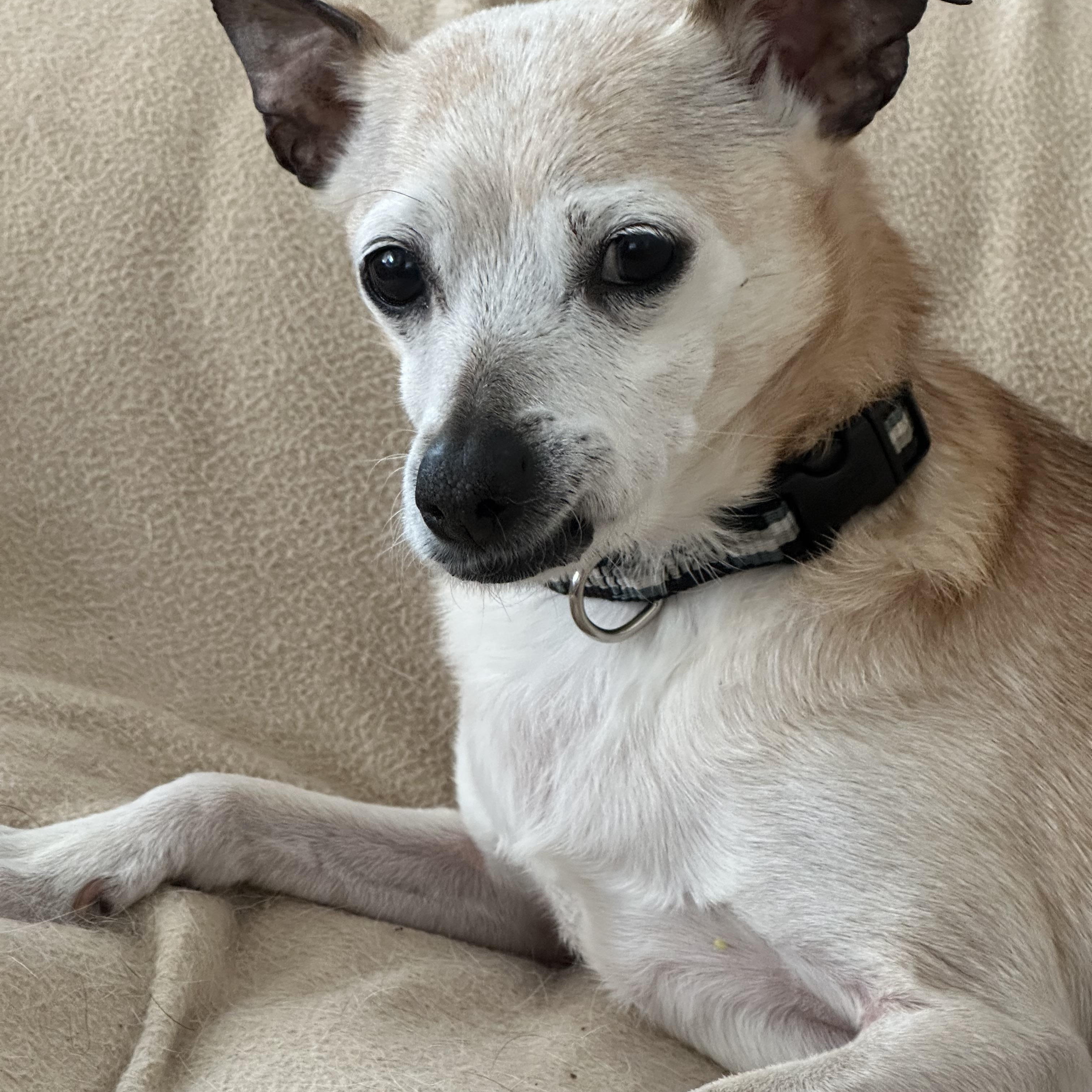 Enlarge Peppermint Patty, an adopted mixed breed in Alden, NY image 1/5