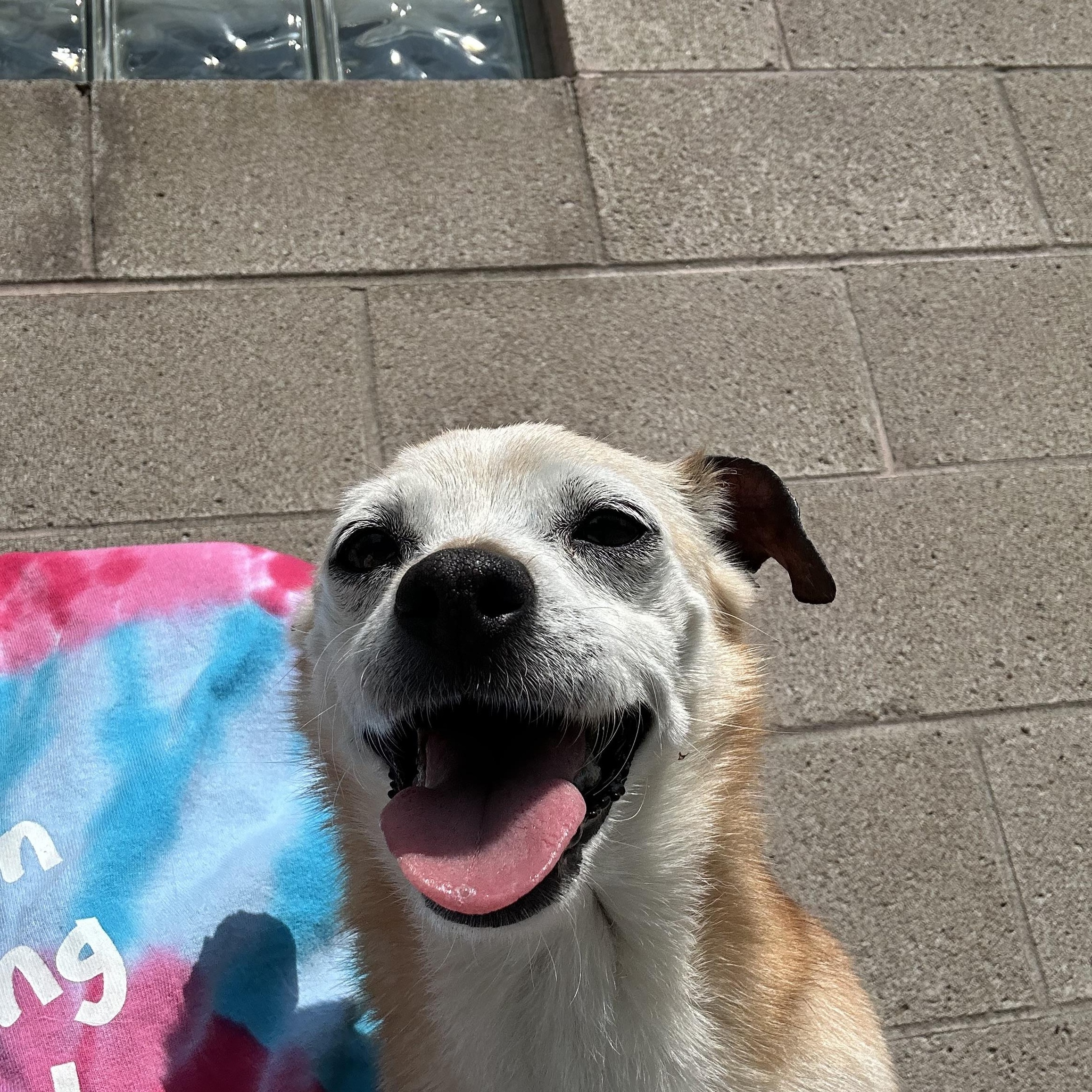 Peppermint Patty, an adoptable Chihuahua in Alden, NY, 14004 | Photo Image 3