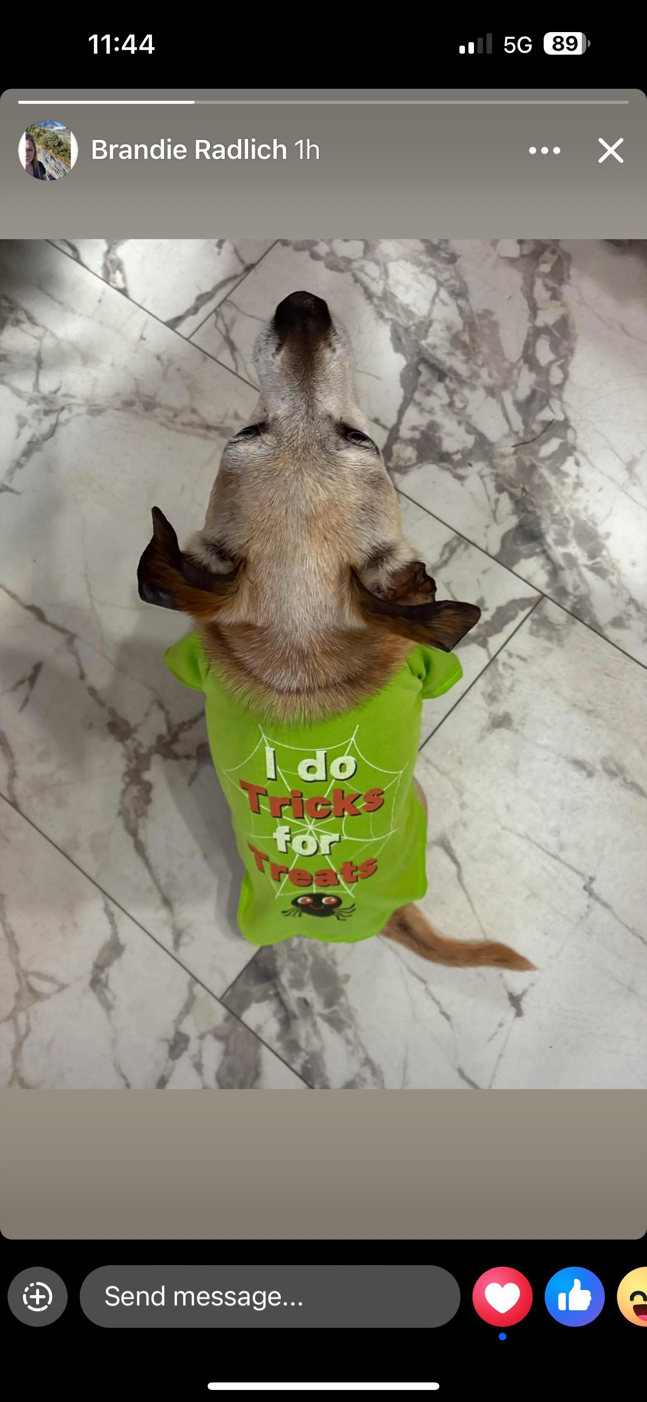 Peppermint Patty, an adoptable Chihuahua in Alden, NY, 14004 | Photo Image 3