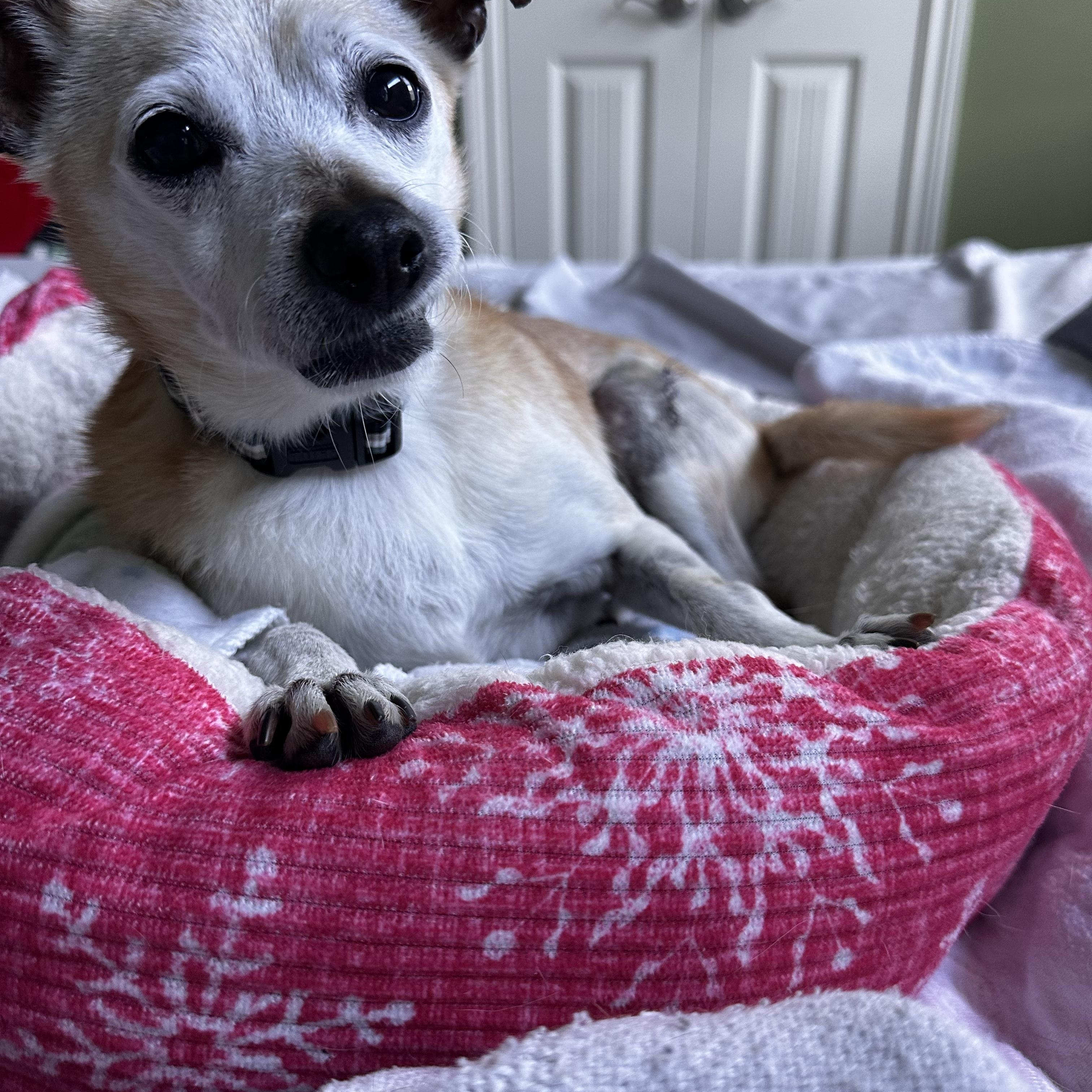 Peppermint Patty, an adoptable Chihuahua in Alden, NY, 14004 | Photo Image 2