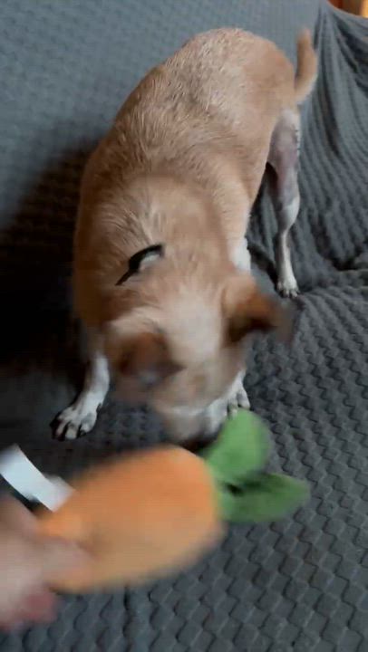 Enlarge Peppermint Patty, a Adoptable mixed breed in Alden, NY video 5/5