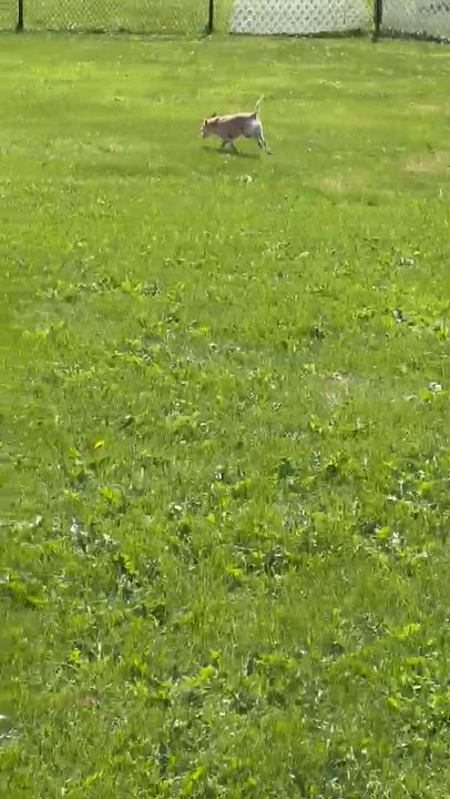 Enlarge Peppermint Patty, a Adoptable mixed breed in Alden, NY video 4/5